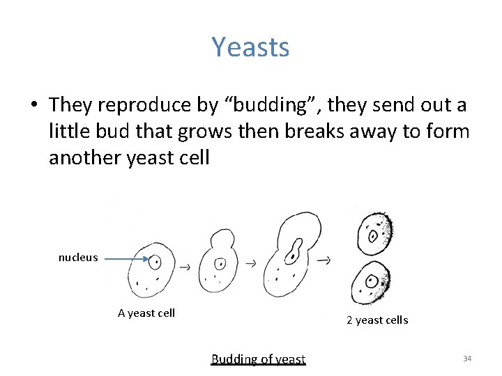 Yeasts • They reproduce by “budding”, they send out a little bud that grows