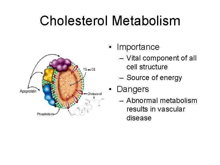 Cholesterol Metabolism • Importance – Vital component of all cell structure – Source of