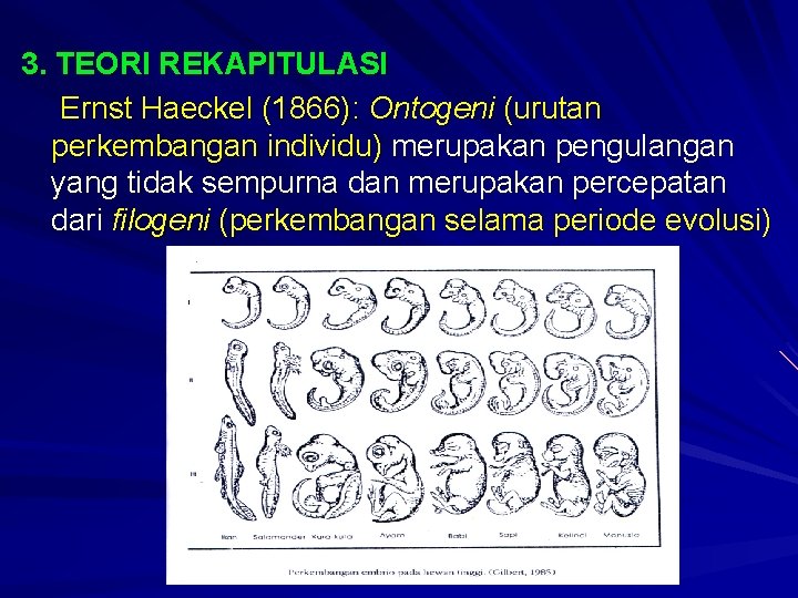 3. TEORI REKAPITULASI Ernst Haeckel (1866): Ontogeni (urutan perkembangan individu) merupakan pengulangan yang tidak