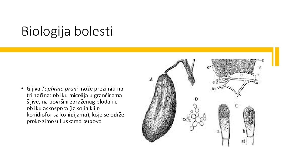 Biologija bolesti • Gljiva Taphrina pruni može prezimiti na tri načina: obliku micelija u