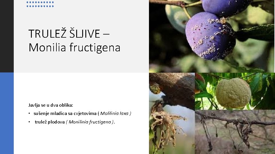 TRULEŽ ŠLJIVE – Monilia fructigena Javlja se u dva oblika: • sušenje mladica sa