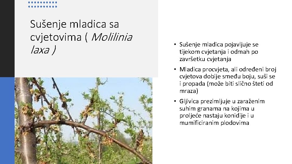 Sušenje mladica sa cvjetovima ( Molilinia laxa ) • Sušenje mladica pojavljuje se tijekom