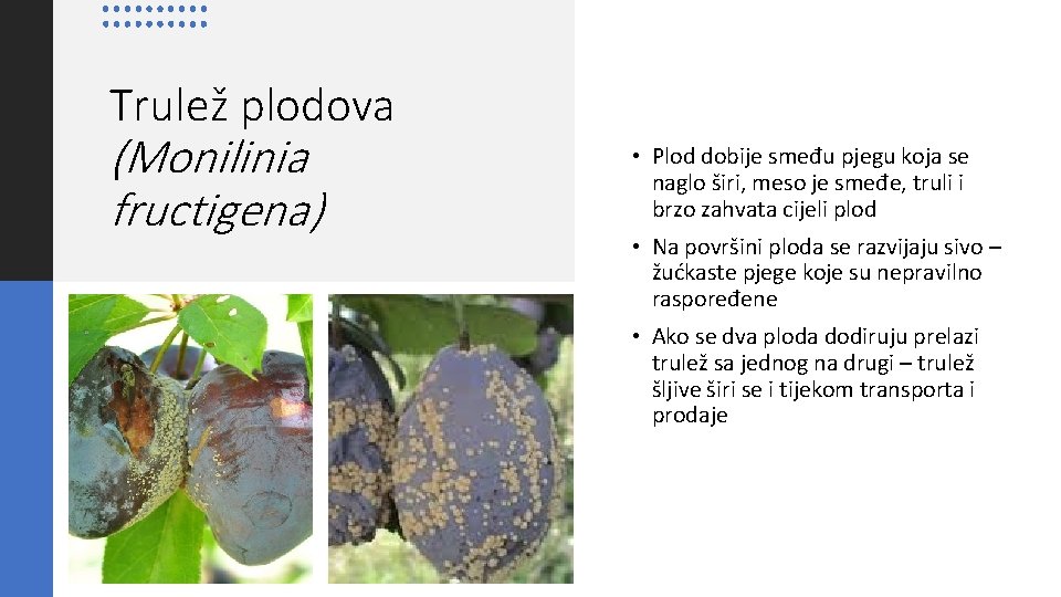 Trulež plodova (Monilinia fructigena) • Plod dobije smeđu pjegu koja se naglo širi, meso