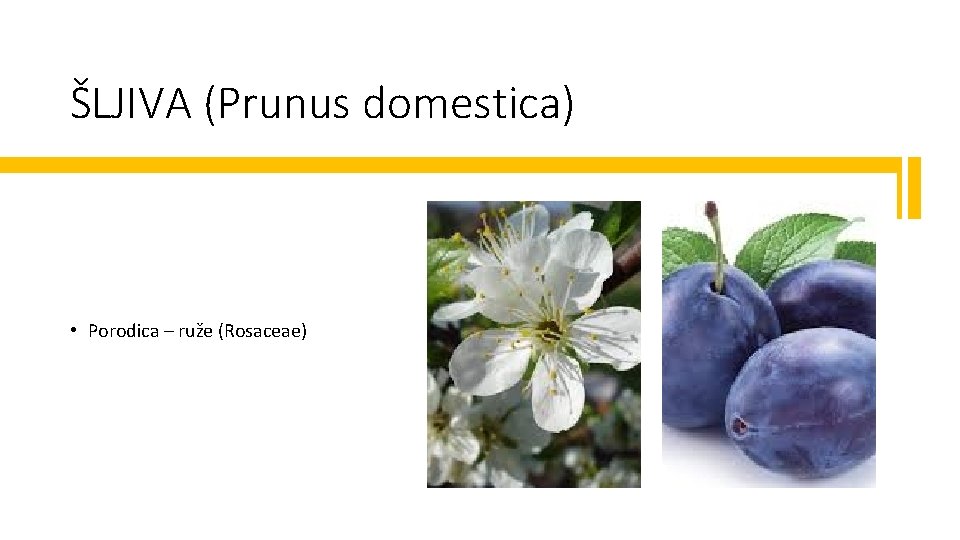 ŠLJIVA (Prunus domestica) • Porodica – ruže (Rosaceae) 