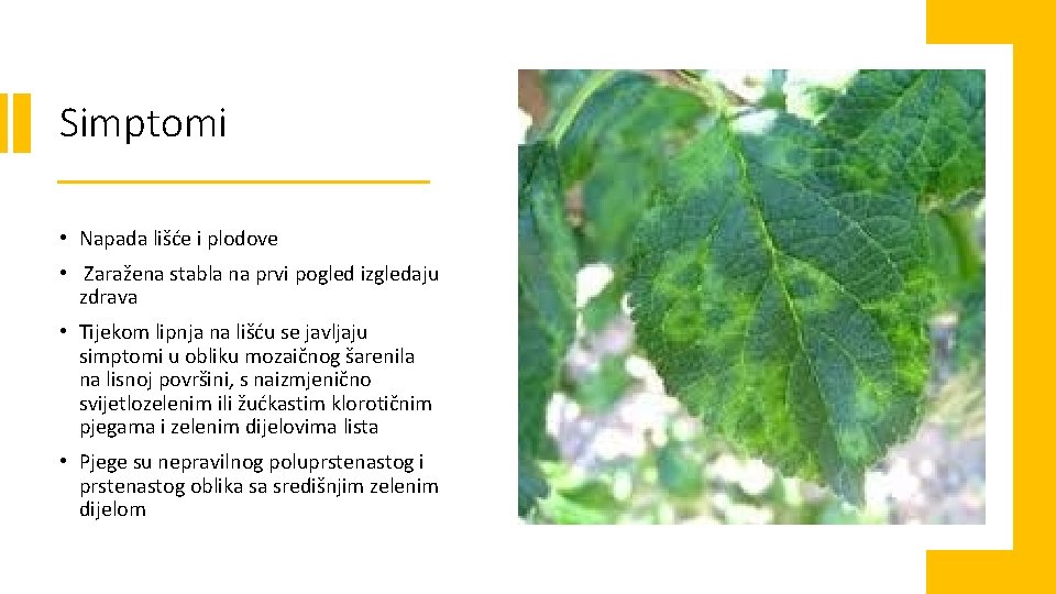 Simptomi • Napada lišće i plodove • Zaražena stabla na prvi pogled izgledaju zdrava