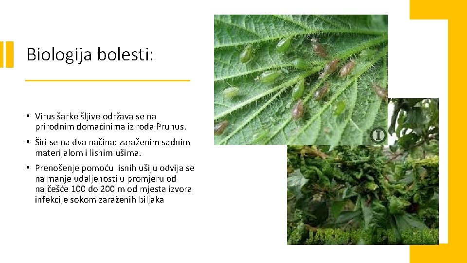 Biologija bolesti: • Virus šarke šljive održava se na prirodnim domaćinima iz roda Prunus.
