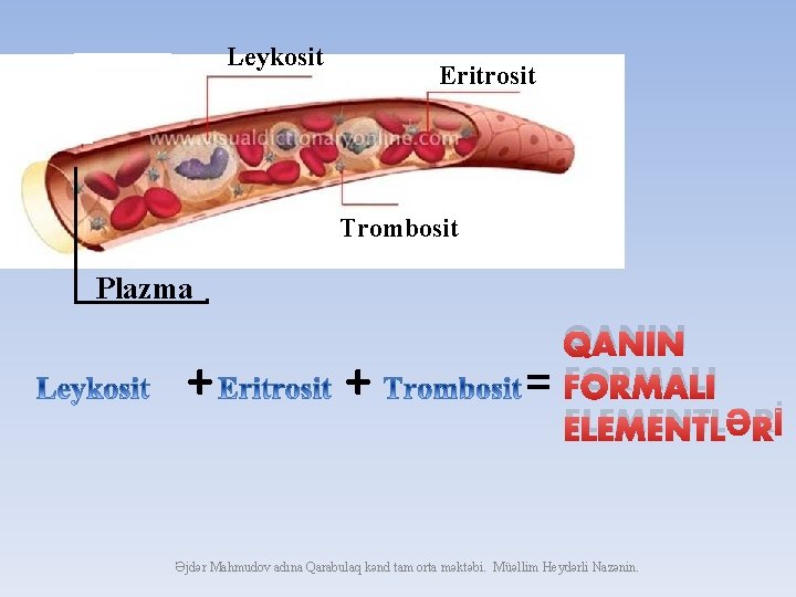 Leykosit Eritrosit Trombosit Plazma + + = QANIN FORMALI ELEMENTLƏRİ Əjdər Mahmudov adına Qarabulaq