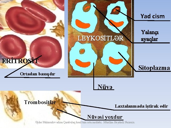 Yad cism LEYKOSİTLƏR ERİTROSİT Yalançı ayaqlar Sitoplazma Ortadan basıqdır Nüvə Trombositlər Laxtalanmada iştirak edir