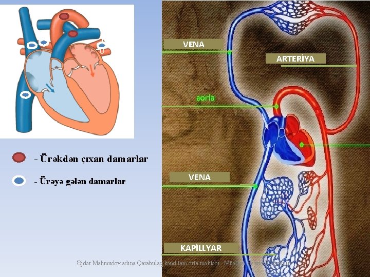 1 0 VENA ARTERİYA - Ürəkdən çıxan damarlar - Ürəyə gələn damarlar VENA KAPİLLYAR