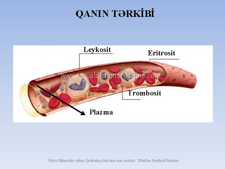 QANIN TƏRKİBİ Leykosit Eritrosit Trombosit Plazma Əjdər Mahmudov adına Qarabulaq kənd tam orta məktəbi.