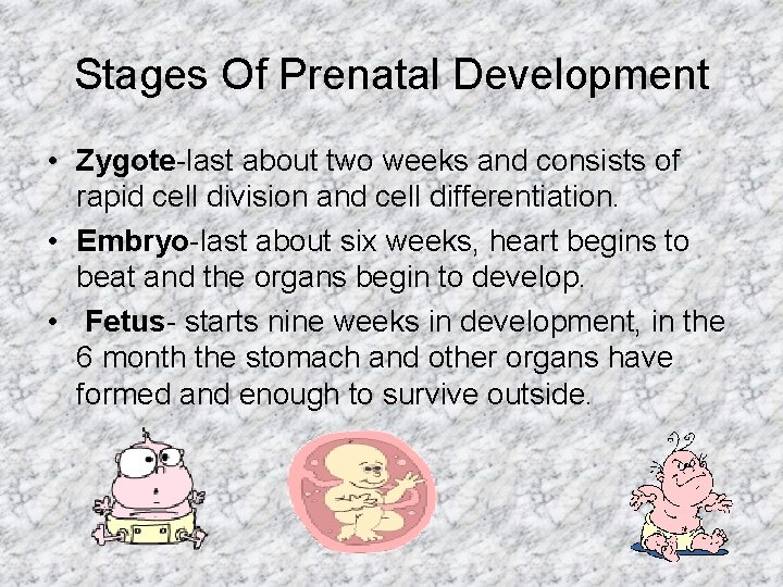 Stages Of Prenatal Development • Zygote-last about two weeks and consists of rapid cell