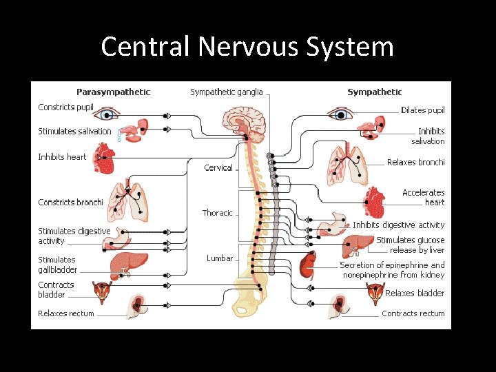 Central Nervous System 