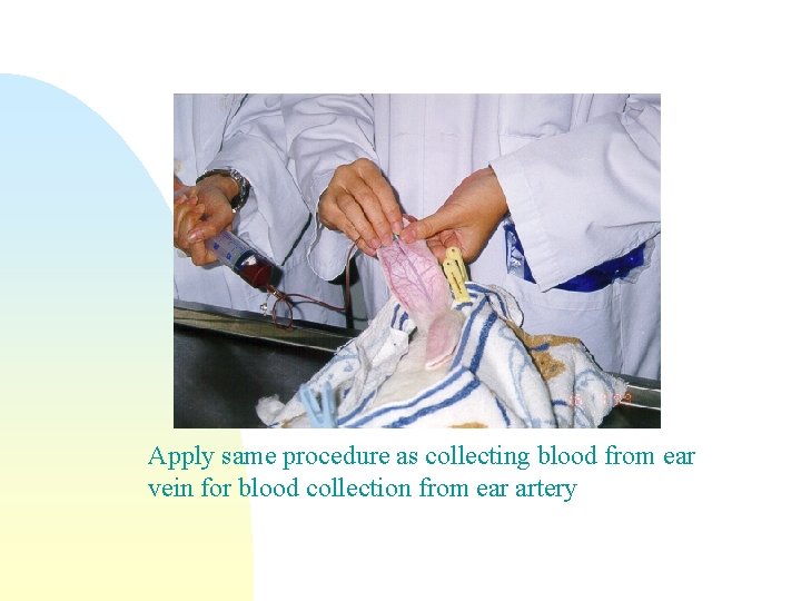 Apply same procedure as collecting blood from ear vein for blood collection from ear