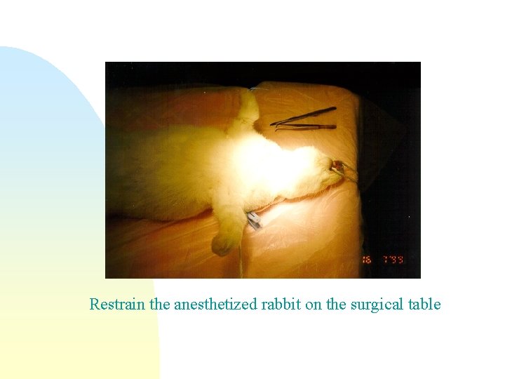 Restrain the anesthetized rabbit on the surgical table 