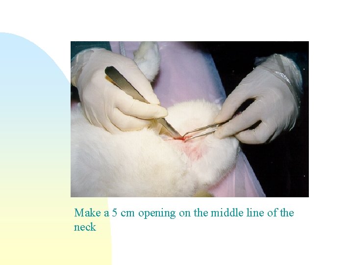 Make a 5 cm opening on the middle line of the neck 