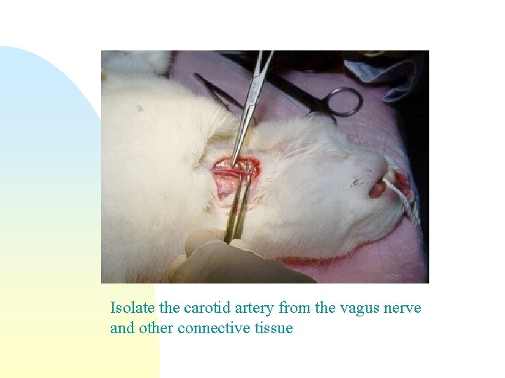 Isolate the carotid artery from the vagus nerve and other connective tissue 