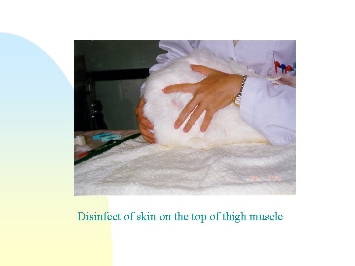 Disinfect of skin on the top of thigh muscle 