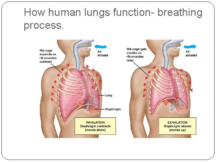 How human lungs function- breathing process. 