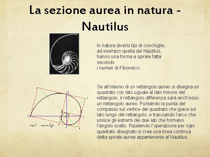 La sezione aurea in natura Nautilus In natura diversi tipi di conchiglie, ad esempio