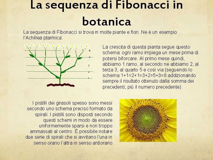 La sequenza di Fibonacci in botanica La sequenza di Fibonacci si trova in molte