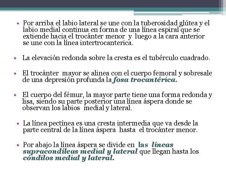  • Por arriba el labio lateral se une con la tuberosidad glútea y