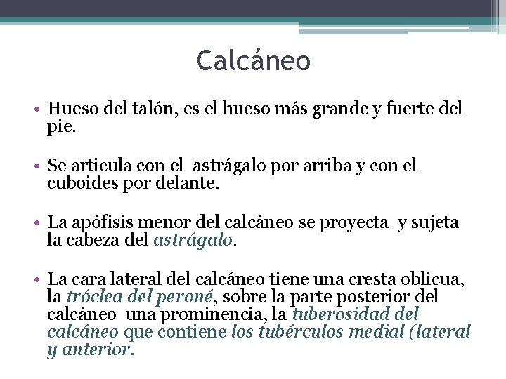 Calcáneo • Hueso del talón, es el hueso más grande y fuerte del pie.