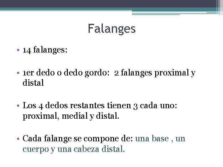 Falanges • 14 falanges: • 1 er dedo o dedo gordo: 2 falanges proximal