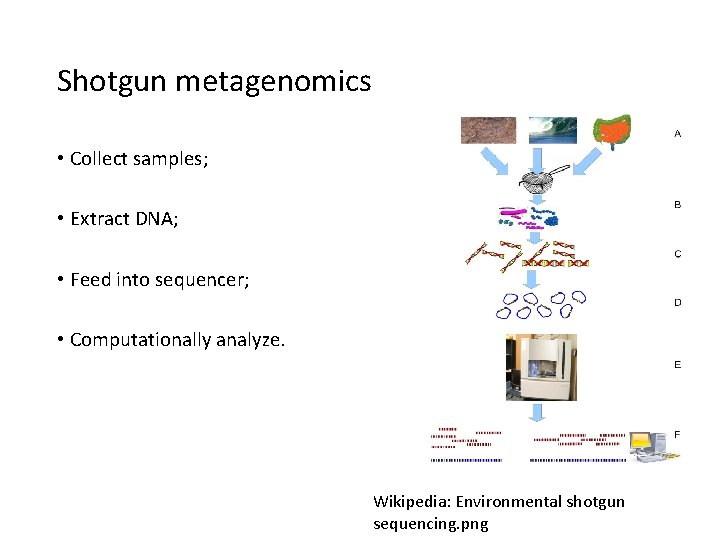 Shotgun metagenomics • Collect samples; • Extract DNA; • Feed into sequencer; • Computationally
