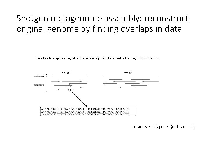 Shotgun metagenome assembly: reconstruct original genome by finding overlaps in data Randomly sequencing DNA,