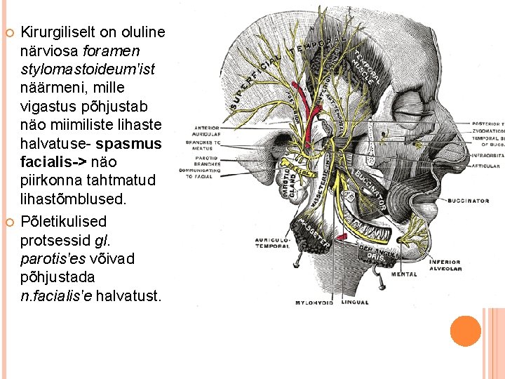  Kirurgiliselt on oluline närviosa foramen stylomastoideum'ist näärmeni, mille vigastus põhjustab näo miimiliste lihaste