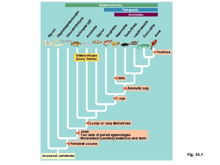 CHORDATES and VERTEBRATES Or you got a lot