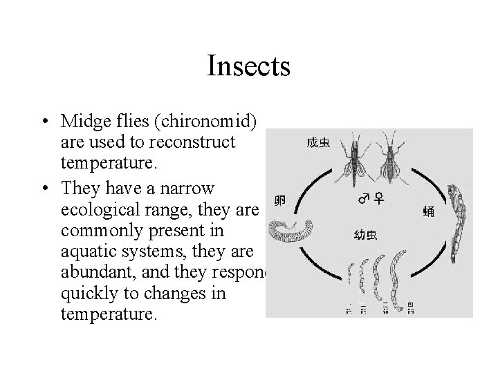 Insects • Midge flies (chironomid) are used to reconstruct temperature. • They have a