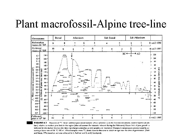 Plant macrofossil-Alpine tree-line 