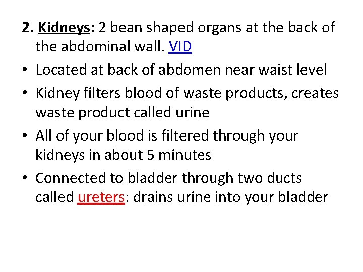2. Kidneys: 2 bean shaped organs at the back of the abdominal wall. VID