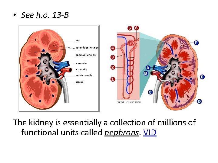  • See h. o. 13 -B The kidney is essentially a collection of