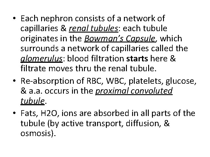  • Each nephron consists of a network of capillaries & renal tubules: each