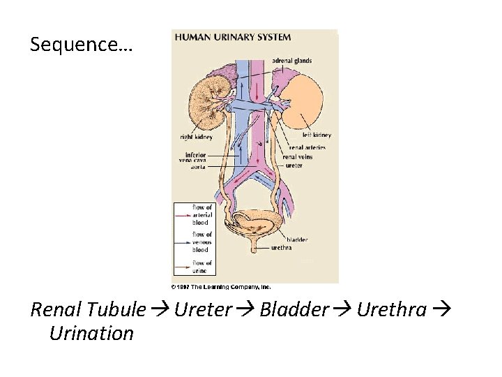 Sequence… Renal Tubule Ureter Bladder Urethra Urination 