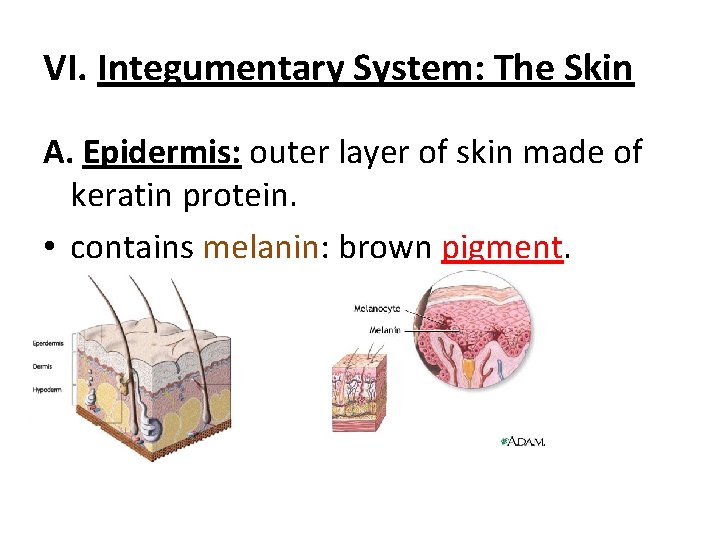 VI. Integumentary System: The Skin A. Epidermis: outer layer of skin made of keratin