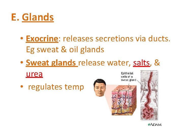 E. Glands • Exocrine: releases secretions via ducts. Eg sweat & oil glands •
