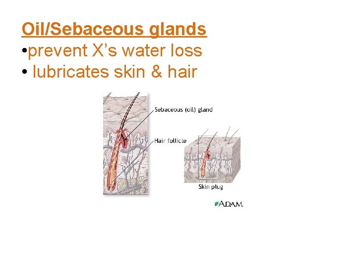 Oil/Sebaceous glands • prevent X’s water loss • lubricates skin & hair 