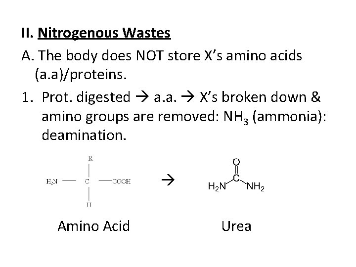 II. Nitrogenous Wastes A. The body does NOT store X’s amino acids (a. a)/proteins.
