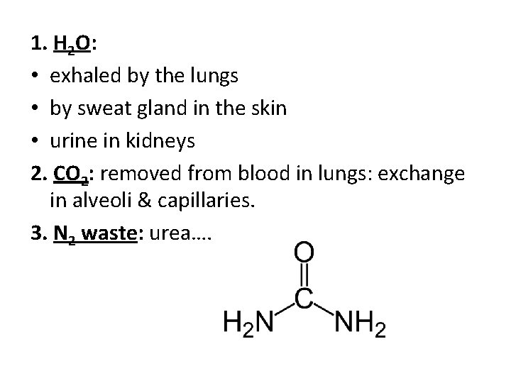 1. H 2 O: • exhaled by the lungs • by sweat gland in