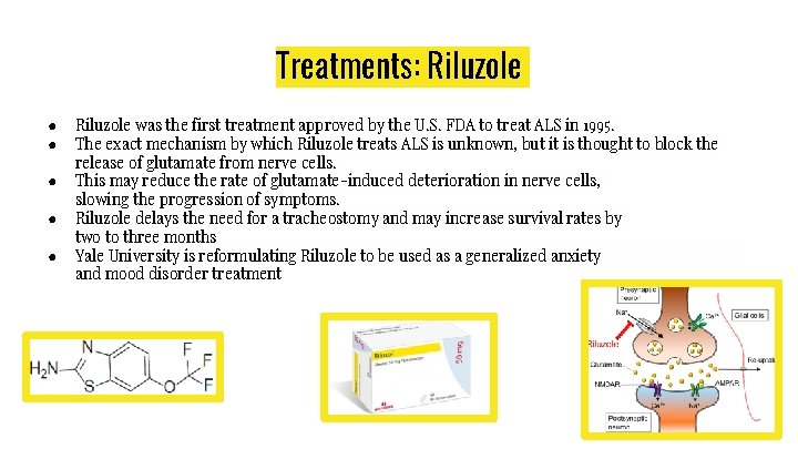 Treatments: Riluzole ● ● ● Riluzole was the first treatment approved by the U.