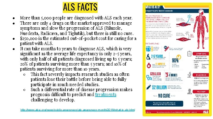 ALS FACTS ● ● More than 5, 000 people are diagnosed with ALS each