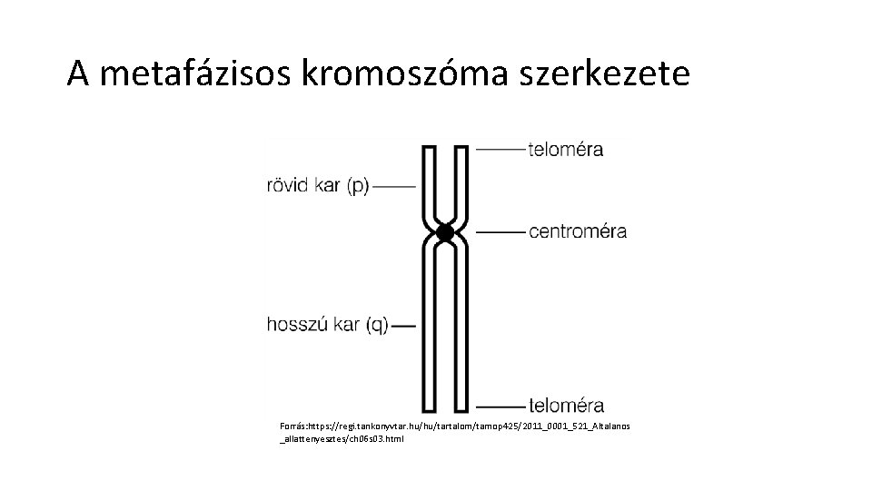 A metafázisos kromoszóma szerkezete Forrás: https: //regi. tankonyvtar. hu/hu/tartalom/tamop 425/2011_0001_521_Altalanos _allattenyesztes/ch 06 s 03.