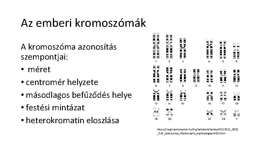 Az emberi kromoszómák A kromoszóma azonosítás szempontjai: • méret • centromér helyzete • másodlagos