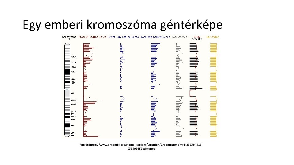 Egy emberi kromoszóma géntérképe Forrás: https: //www. ensembl. org/Homo_sapiens/Location/Chromosome? r=1: 236394313236398453; db=core 