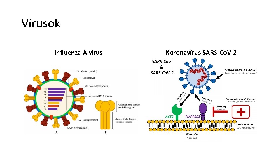 Vírusok Influenza A vírus Koronavírus SARS-Co. V-2 