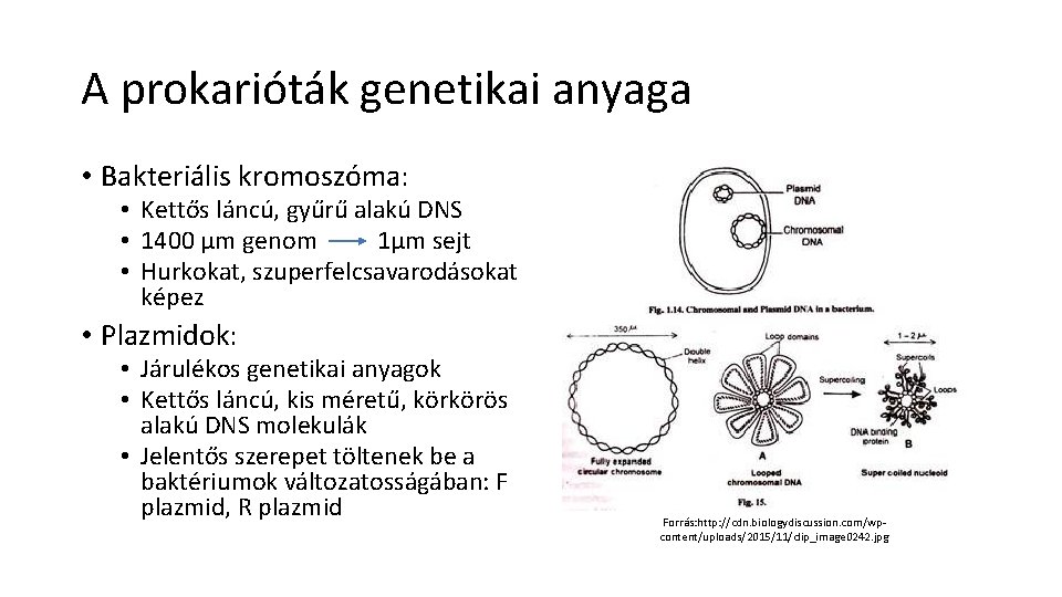 A prokarióták genetikai anyaga • Bakteriális kromoszóma: • Kettős láncú, gyűrű alakú DNS •