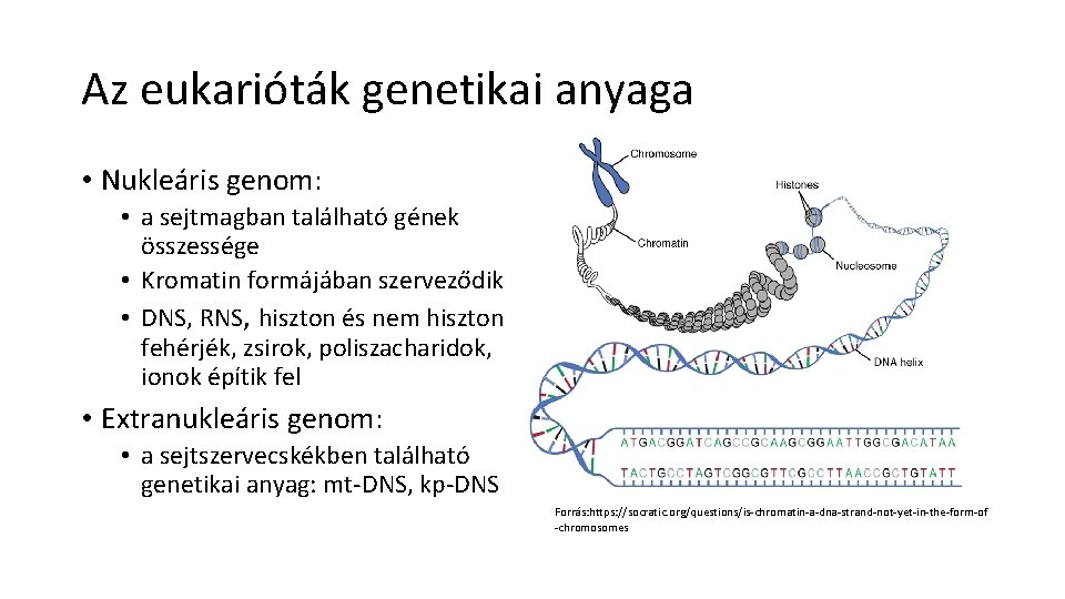 Az eukarióták genetikai anyaga • Nukleáris genom: • a sejtmagban található gének összessége •